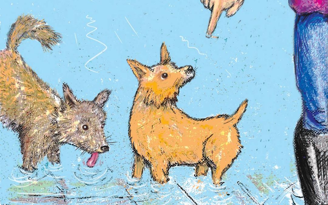 Westmeath man’s book inspired by animals in his garden