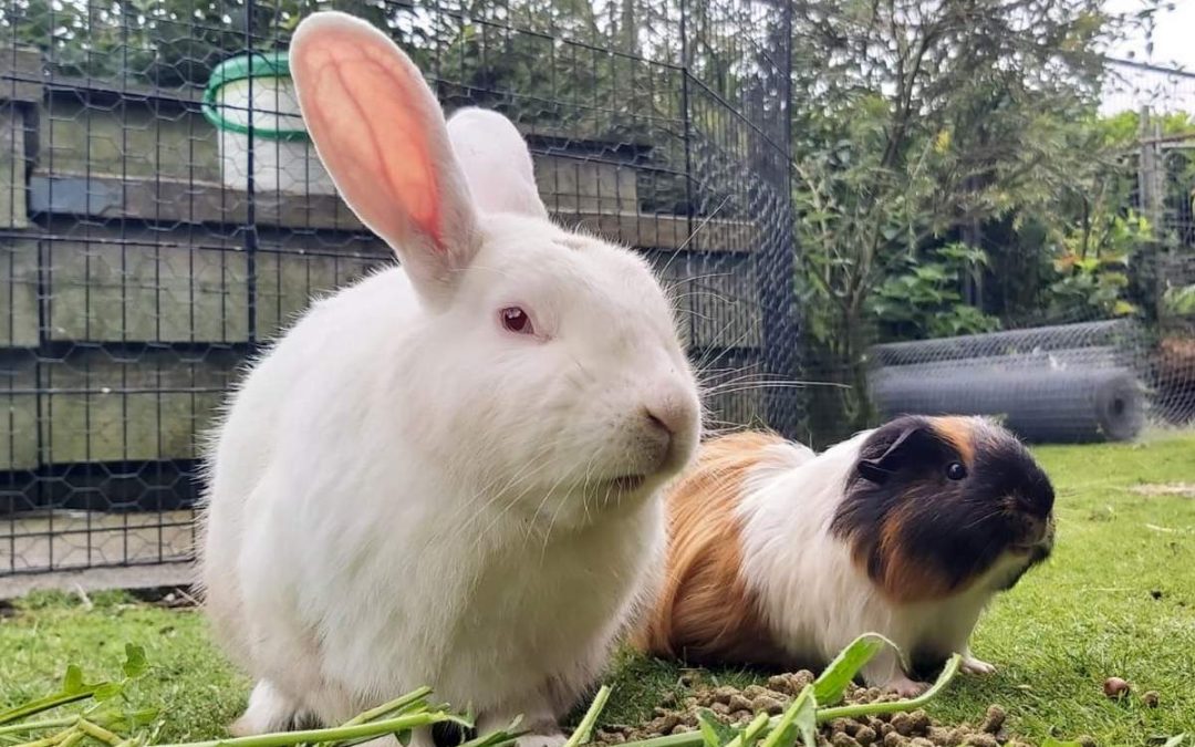 The Evolution of a Garden